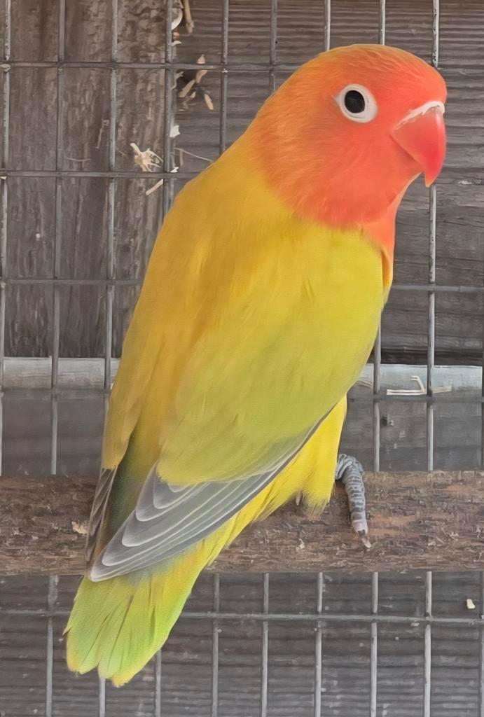 2 Euwing Dilute/Opaline Fischeri Mannen 2025, Dieren en Toebehoren, Vogels | Parkieten en Papegaaien, Dwergpapegaai of Agapornis