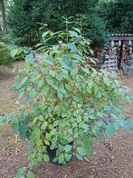 callicarpa, Jardin & Terrasse, Enlèvement ou Envoi