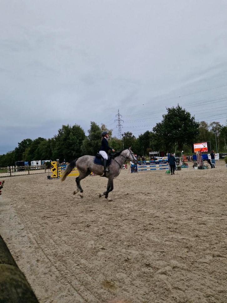 Vriendschap gezocht icm paardenhobby, Dieren en Toebehoren, Overige Dieren-accessoires, Ophalen of Verzenden
