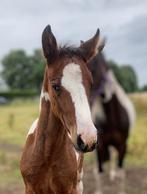 Bont merrieveulen AES stamboek, Dieren en Toebehoren, Paarden, Merrie, Springpaard, Gechipt, Niet van toepassing
