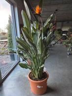 Strelitzia Reginae, Tuin en Terras, Planten | Tuinplanten, Ophalen