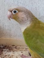 Pyrrhura, Animaux & Accessoires, Oiseaux | Perruches & Perroquets, Bagué