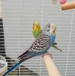 Couple perruche avec cage sur pied, Plusieurs animaux, Perruche