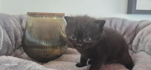 Tamme Britse korthaar, Dieren en Toebehoren, Katten en Kittens | Raskatten | Korthaar, Kater, 0 tot 2 jaar, Met stamboom, Gechipt