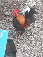 Serama haantje, Dieren en Toebehoren