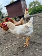 Isa Brown haantje, Dieren en Toebehoren, Pluimvee, Mannelijk, Kip