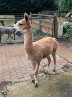 e koop Gaston is zijn naam Dekhengst, Dieren en Toebehoren, Overige Dieren, April, Mannelijk