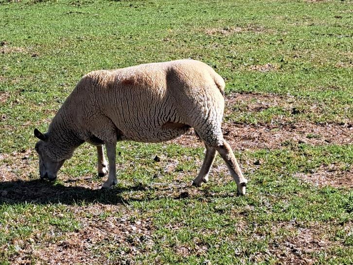 Charrollais ooien, Dieren en Toebehoren, Schapen, Geiten en Varkens