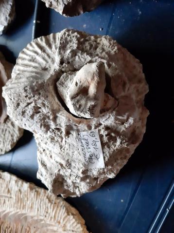 concrement fossiel beschikbaar voor biedingen