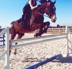 Springpaard, Dieren en Toebehoren, Merrie, Springpaard, 175 cm of meer, B