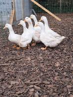 Peking eenden, Dieren en Toebehoren, Pluimvee, Meerdere dieren, Eend