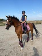 Arabische Ruin, Minder dan 160 cm, Met stamboom, Ruin, Niet van toepassing