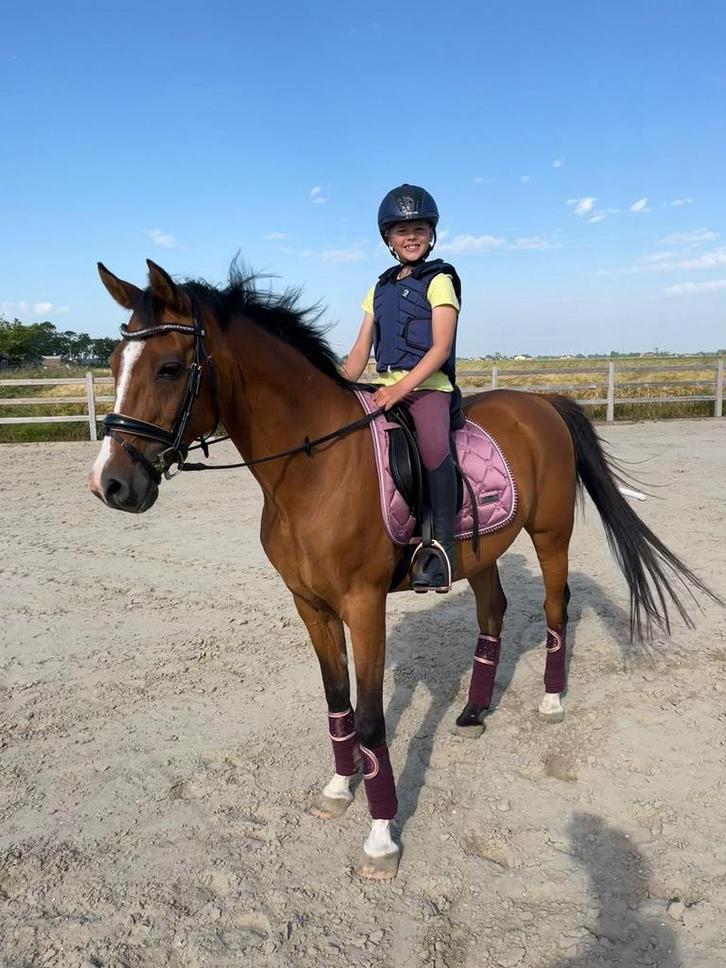 Arabische Ruin, Dieren en Toebehoren, Paarden, Ruin, Niet van toepassing, Minder dan 160 cm, 11 jaar of ouder, Recreatiepaard