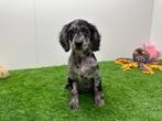 Cockapoo pups, Dieren en Toebehoren, België, Overige rassen, 8 tot 15 weken, CDV (hondenziekte)