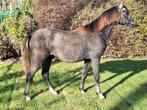 Welsh B ( c pony) ruin, Dieren en Toebehoren, Gechipt, Ruin, 0 tot 2 jaar, C pony (1.27m tot 1.37m)