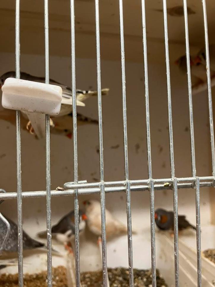 DIT WEEKEND : 4 KWEEKRIJPE ZEBRAVINKJES VOOR 20 EURO !, Animaux & Accessoires, Oiseaux | Oiseaux Autre, Oiseau tropical, Plusieurs animaux