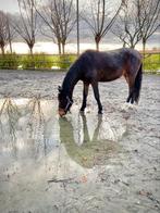 Mooie Ruin, onbeleerd knuffelaar., Dieren en Toebehoren, Paarden, Gechipt, Minder dan 160 cm, Ruin, 3 tot 6 jaar