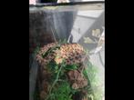 Hétérodon nasicus femelle NC 2018, Dieren en Toebehoren, Reptielen en Amfibieën, Slang, Met terrarium, 7 tot 10 jaar