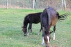 Welsh merrie, Dieren en Toebehoren, Paarden, Merrie, Ontwormd, 160 tot 165 cm, 11 jaar of ouder