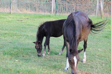 Welsh merrie, Dieren en Toebehoren, Merrie, Ontwormd, 160 tot 165 cm, 11 jaar of ouder