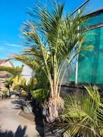 Butia capitata, stam 70/80, totaal 250/300 hoog., Ophalen of Verzenden
