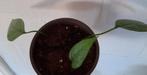 Epipremnum cebu blue, Huis en Inrichting, Kamerplanten, Ophalen, Overige soorten, Halfschaduw, In pot