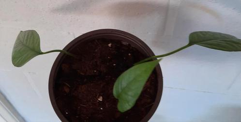 Epipremnum cebu blue, Huis en Inrichting, Kamerplanten, Overige soorten, Minder dan 100 cm, Groene kamerplant, Halfschaduw, In pot