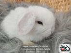Raszuiver baby minilop konijn ram (transport mogelijk), Dieren en Toebehoren, Konijnen, Mannelijk, Dwerg, Hangoor, 0 tot 2 jaar