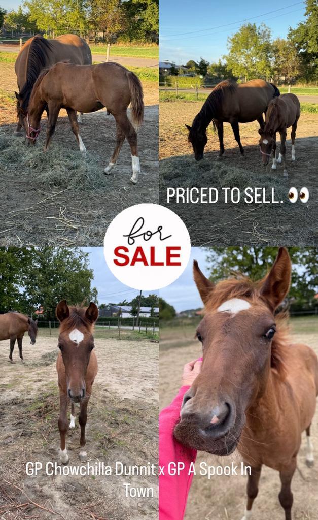 Quarter hengsten veulen, Dieren en Toebehoren, Paarden, Hengst, Onbeleerd, Minder dan 160 cm, 0 tot 2 jaar, Westernpaard, Met stamboom