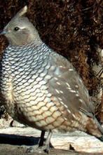 Kwartels, Dieren en Toebehoren, Vogels | Overige Vogels, Geringd