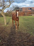 2025 hengsten veulen Graffiti VP (Grisseldi) Quint (Quidam), Dieren en Toebehoren, Paarden, Springpaard, 0 tot 2 jaar, Hengst