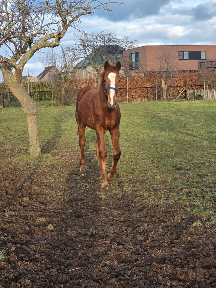 2025 hengsten veulen Graffiti VP (Grisseldi) Quint (Quidam), Dieren en Toebehoren, Paarden, Hengst, Onbeleerd, 0 tot 2 jaar, Springpaard