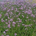 Verbena lollipop, Ophalen, Volle zon