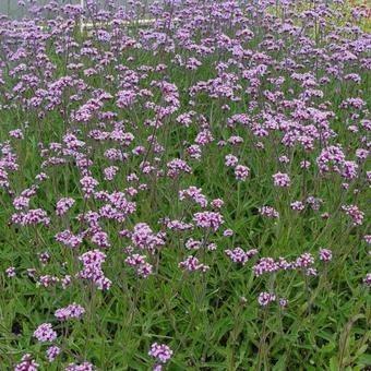 Verbena lollipop beschikbaar voor biedingen