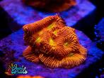 "Jack o' Lantern Leptoseris" koraal zeeaquarium koralen lps