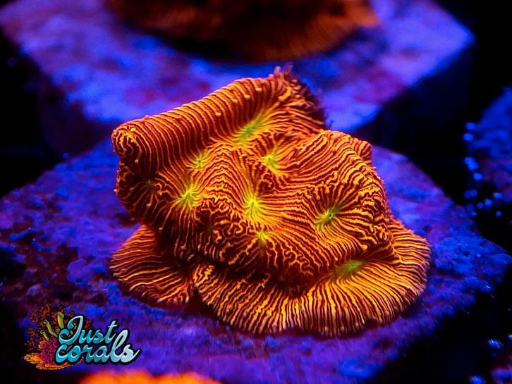 "Jack o' Lantern Leptoseris" koraal zeeaquarium koralen lps, Dieren en Toebehoren, Vissen | Aquariumvissen