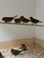 Roodkop papegaaiamadine, Dieren en Toebehoren, Vogels | Overige Vogels