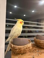 Valkparkiet, Dieren en Toebehoren, Ophalen