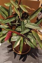 calathea triostar kamerplant, Huis en Inrichting, Kamerplanten, Groene kamerplant, Ophalen, Halfschaduw, Minder dan 100 cm