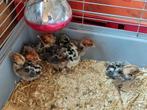 Kuikens Campine, Dieren en Toebehoren
