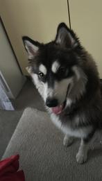 Pomsky, Dieren en Toebehoren, 1 tot 2 jaar, Teef, Eén hond, Nederland