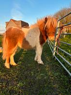 Shetland hengstje te koop, Dieren en Toebehoren