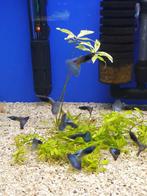 Blauw guppen, Dieren en Toebehoren