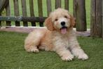 Prachtige medium Goldendoodle pups, Dieren en Toebehoren, Honden | Retrievers, Spaniëls en Waterhonden, België, Overige rassen