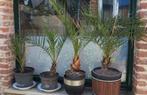 Dadelpalm 4 stiuks, Ophalen