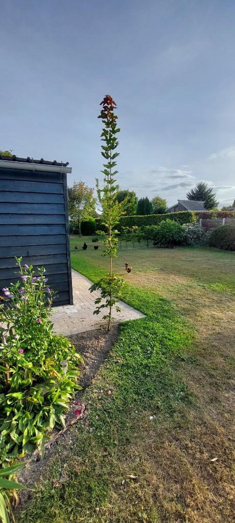 bomen, Tuin en Terras, Planten | Bomen, Bolboom, 250 tot 400 cm, Ophalen