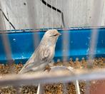 Mooie man agaat opaal wit recessief, Dieren en Toebehoren, Vogels | Kanaries, Kleurkanarie