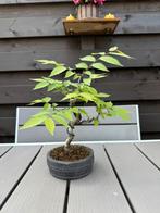 Zelkova Serrata Shohin bonsai, Tuin en Terras, Ophalen