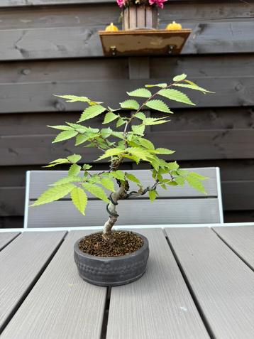 Zelkova Serrata Shohin bonsai beschikbaar voor biedingen