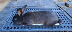 Vleeskonijn - Lapin de chair, Dieren en Toebehoren, Konijnen